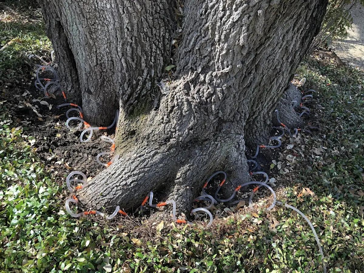 Detailed Tree Cabling and Bracing job site in San Ysidro