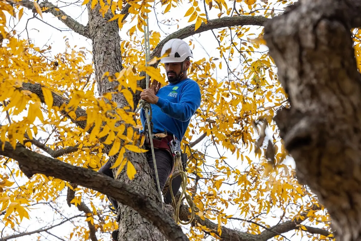 Skilled Tree Pruning crew working in San Ysidro