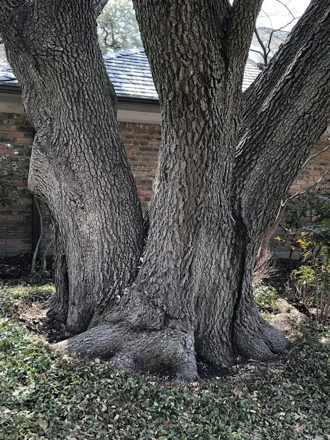 Mature heritage tree close to a San Ysidro property cared for by certified arborists