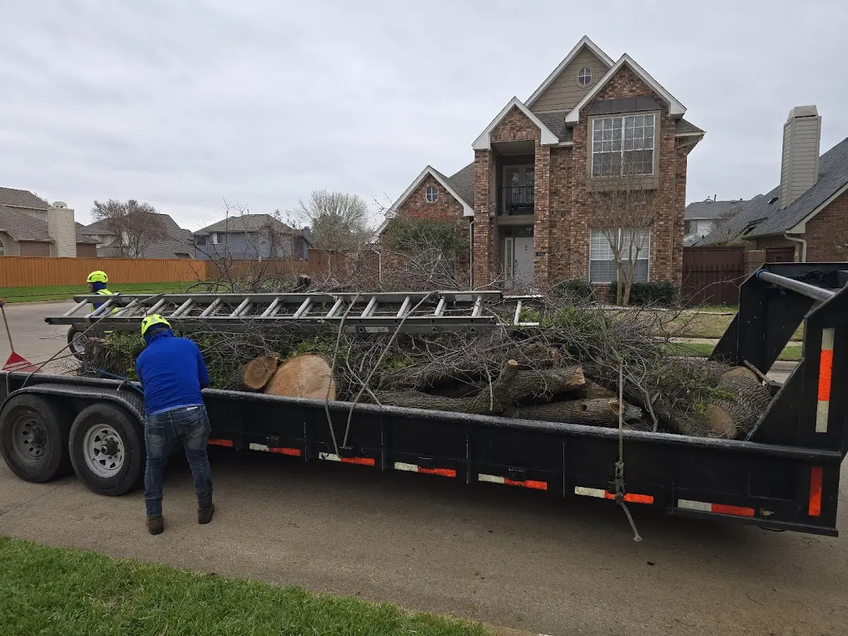Expert Tree Removal with proper safety equipment in San Ysidro